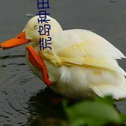 荒岛种(zhǒng)田大户(hù)