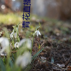 青(青)花(花)直播(播)