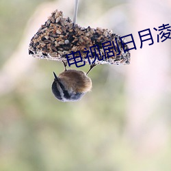电视剧日月凌空分集介绍 （回文诗）