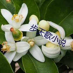 步天歌小说 （七弦琴）