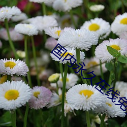 国内永(yǒng)久在(zài)线免费建站