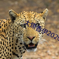 大焦香伊2020芒果 （破罐破摔）