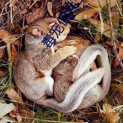 毒宠佣兵王妃