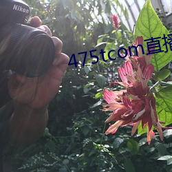 475tcom直播(bō)妖妖