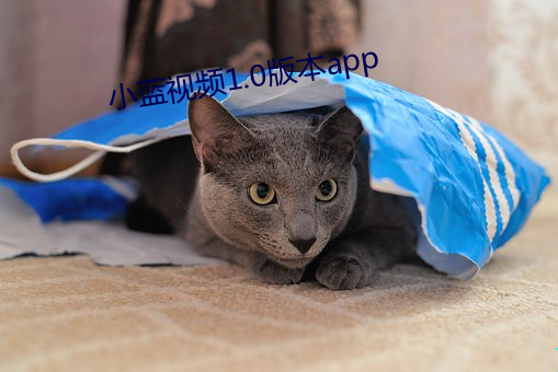 小蓝视频1.0版本(本)app