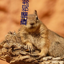 直播视频平台直播间app