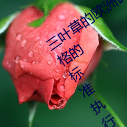 三葉草的歐洲碼和亞洲碼區別是根據嚴格的標准執行的嗎