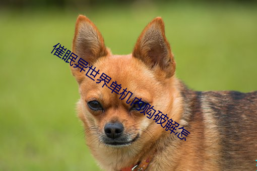 催眠异世界单机内购破解怎