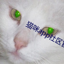 猫咪app社区官方入口