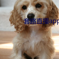 套路(lù)直播app下载安装