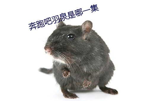 奔跑(pǎo)吧(ba)羽泉是哪一(yī)集