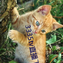 3335tv直播下载