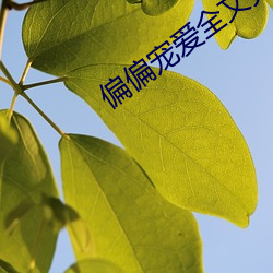 偏偏宠爱全文免(miǎn)费阅读(dú)