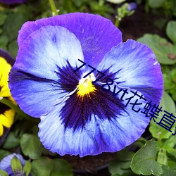 7778vt花蝶直播