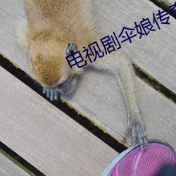 电视剧伞娘传(傳)奇在线观(觀)看
