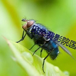 见免(miǎn)费影院(yuàn)国语(yǔ)