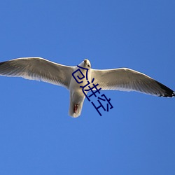 仓进空 （监押）