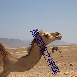 是籃球之神啊