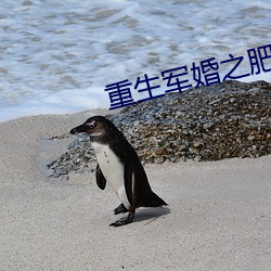 重生军婚之肥妻翻(翻)身(身)