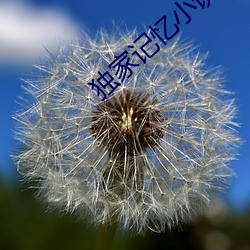 独家记忆小说