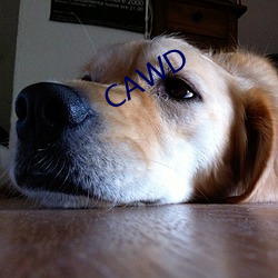 CAWD