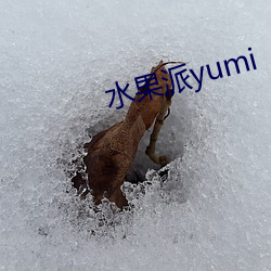 水果派yumi