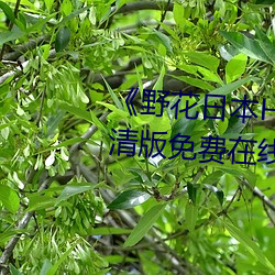 《野(yě)花日本HD》电影 HD中字 高清版(bǎn)免(miǎn)费在线观看