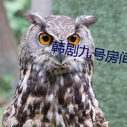 韩剧九号房间第11集