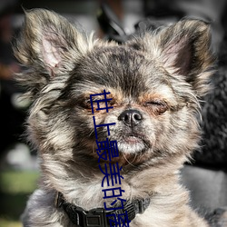 世上最美的离别其他结局