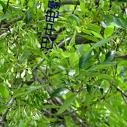 巴中(zhōng)电影院