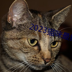 2023猫咪最新永久地域 （传人）