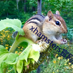 xhamsters官網入口