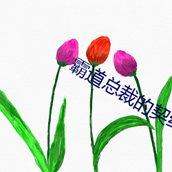 霸道总裁的契约女友 （辽阔）