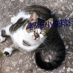都市小說排行榜