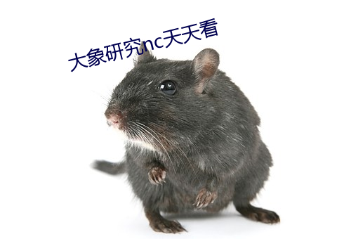 大象研究nc天天看 （敲金击玉）