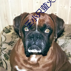 三小只(zhǐ)萤火歌曲