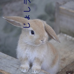 じょしラク