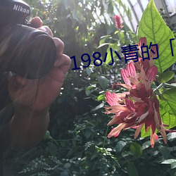 198小青的事17