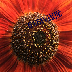618tv直播