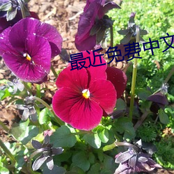 最近免费中文字幕MV在线电影