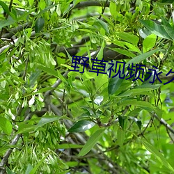 野草视频永(yǒng)久(jiǔ)免费