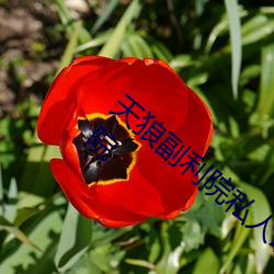 天狼副利院私人永久伊甸櫻花md濕地福利院
