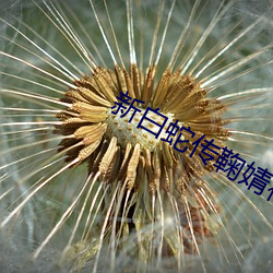 新白蛇(蛇)传鞠婧祎(祎)