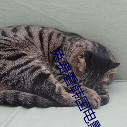 免费看韩国电影的软件
