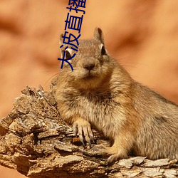大波直播