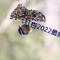 紅杏2022最新地域網名