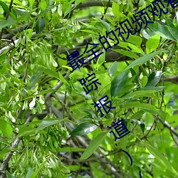 最全的视频观看软件操逼 视频软件(跟踪报道)(晋城新闻网