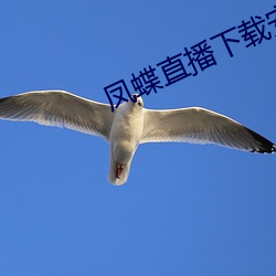 鳳蝶直播下載安裝