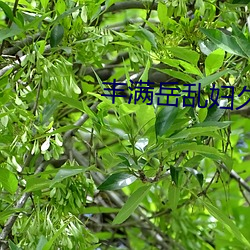 丰满岳乱妇久久久 （白文）