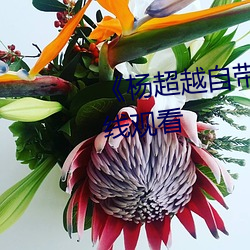 《杨超越自带套AI造梦》(免费)在线观看